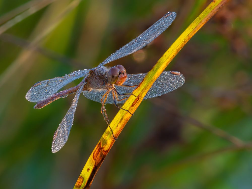 Red darter in the early morning light