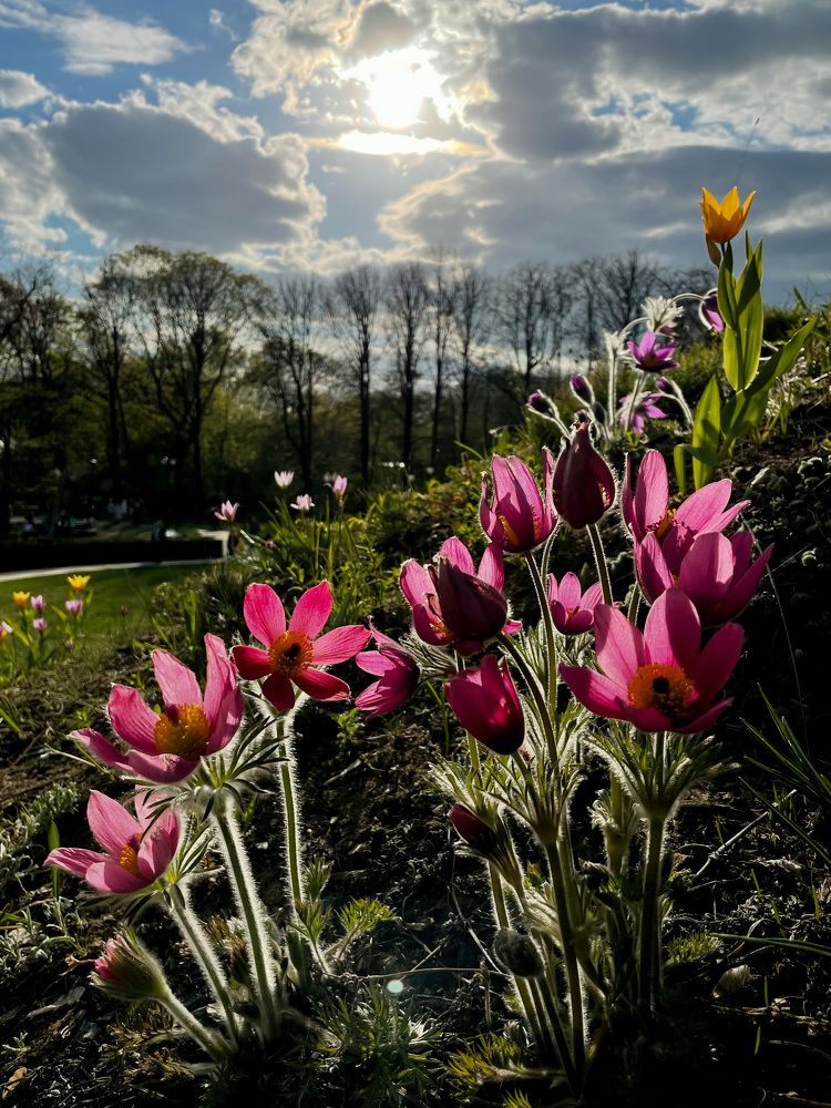 Photograph by Алина Сущинская