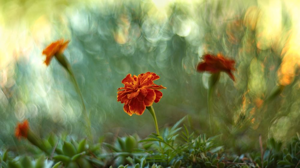 Photograph by Эдуард Колобошников