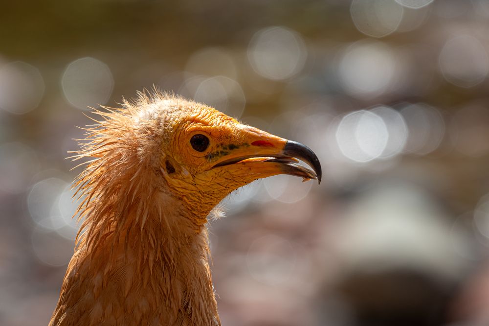 Photograph by Анна Широкова