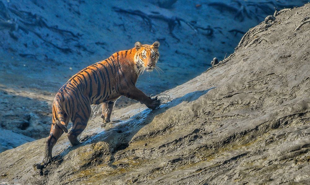 Photograph by Manas Chakrabarty