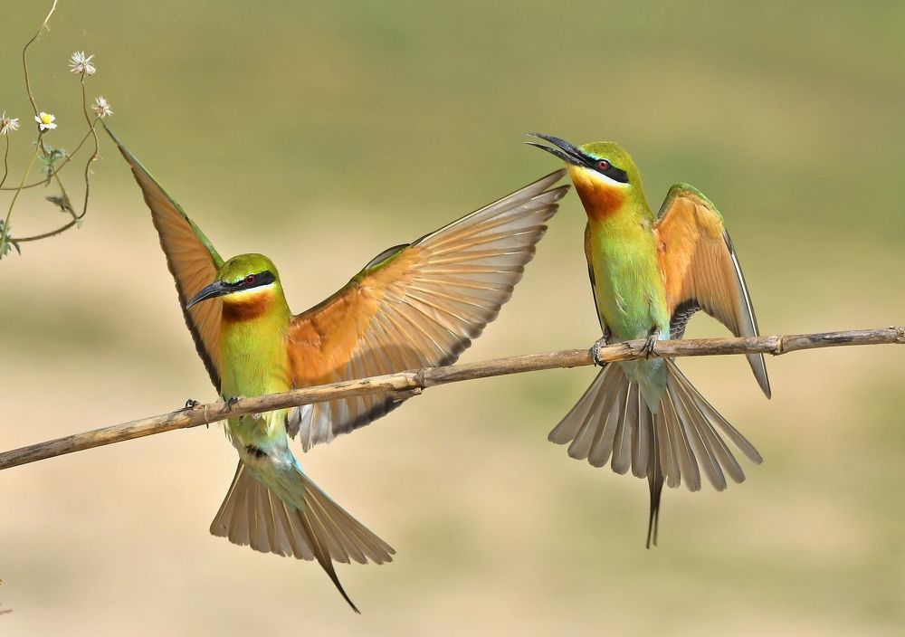 Photograph by Manas Chakrabarty