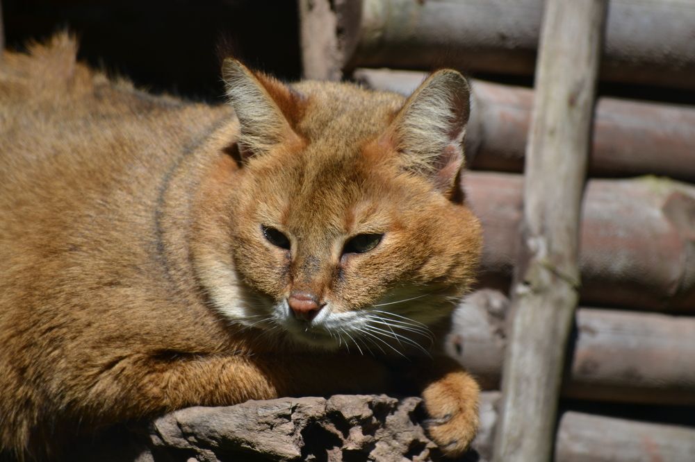 Photograph by Rajesh Kashyap