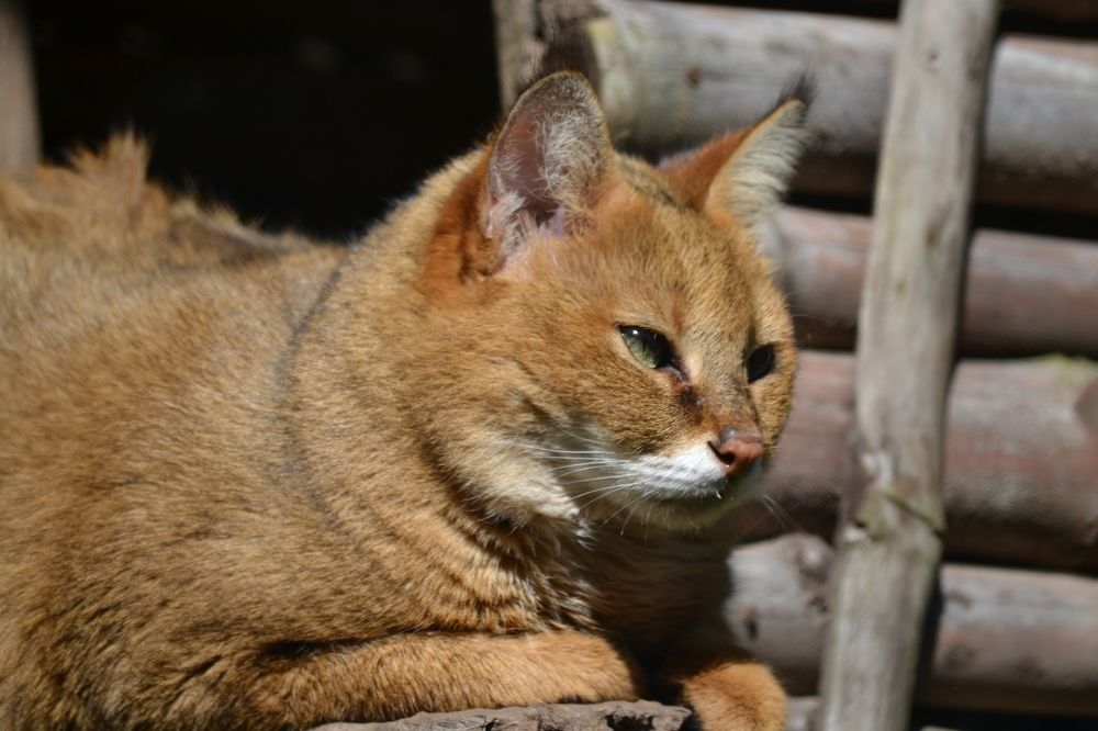 Photograph by Rajesh Kashyap