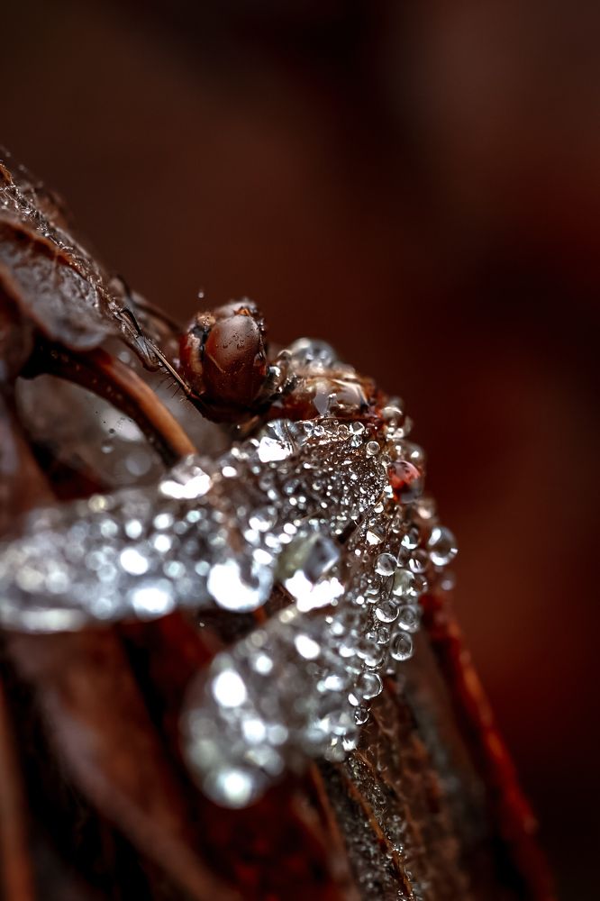 Photograph by Татьяна Винничук