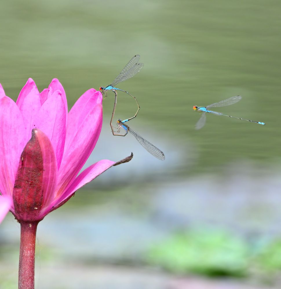 Photograph by Abhishek Manna