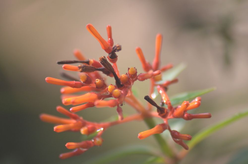 Photograph by Rajesh Kashyap