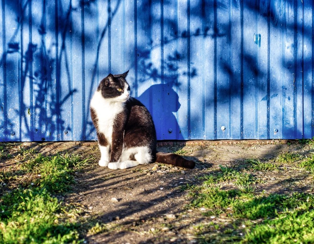 Джерри и её тень