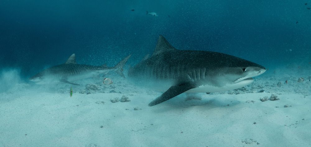 Фотография автора Димитрий Евтушик