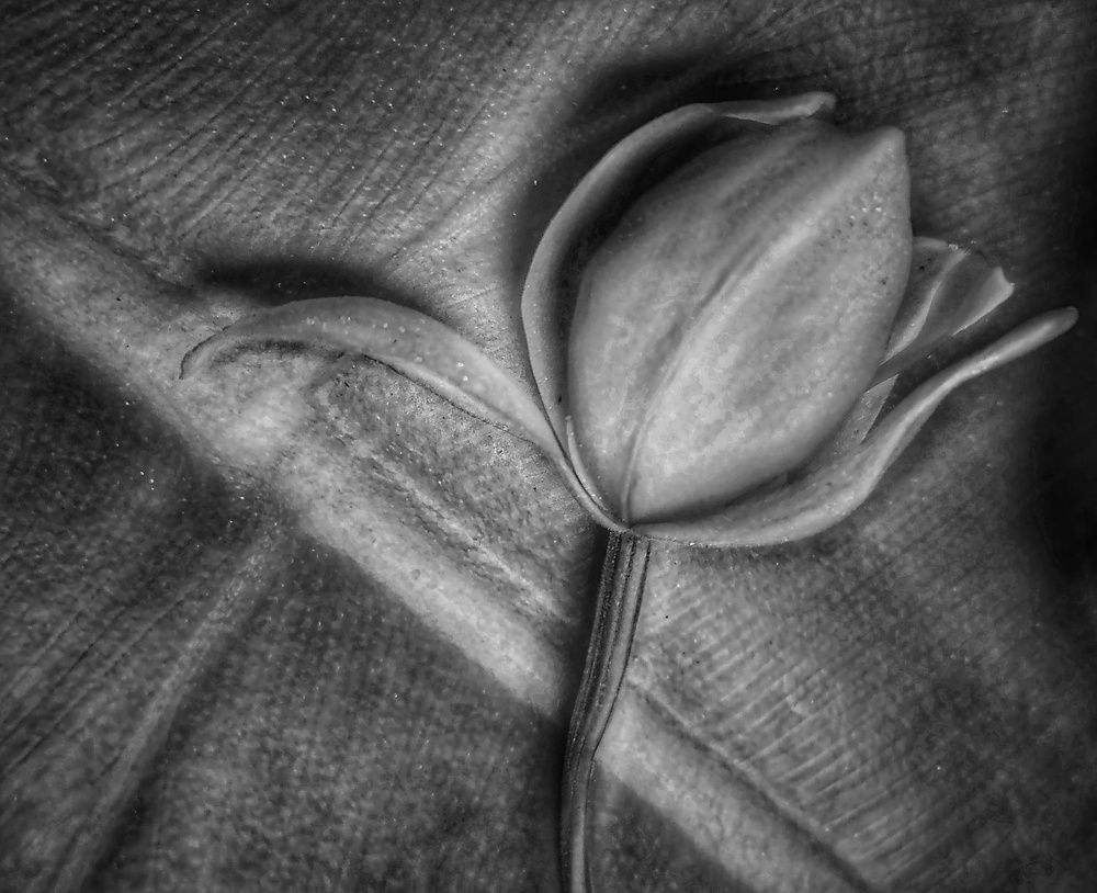 Photograph by Niedja Araujo