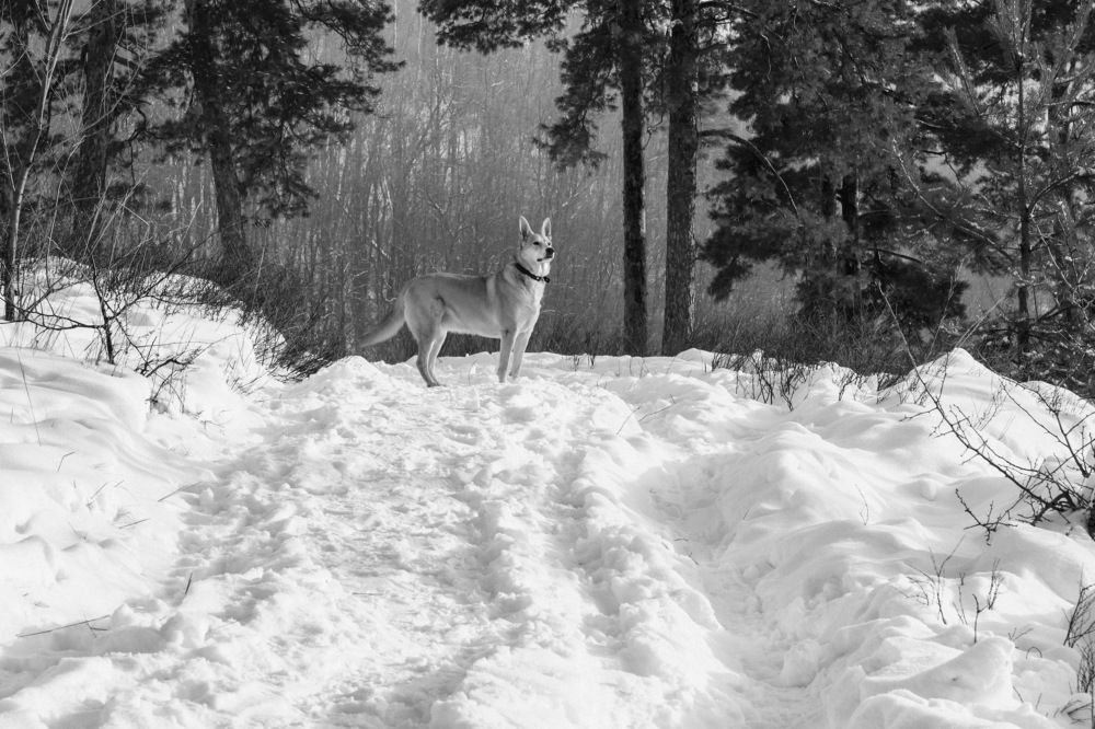 Photograph by Arkhipov