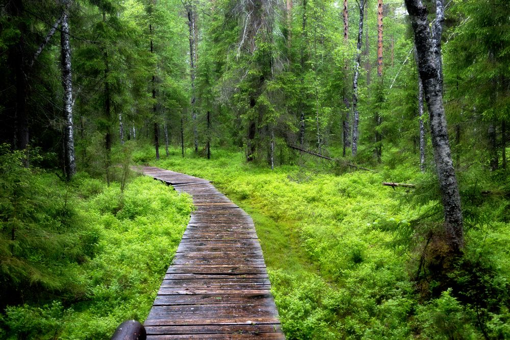 Photograph by Алексей Ромадов