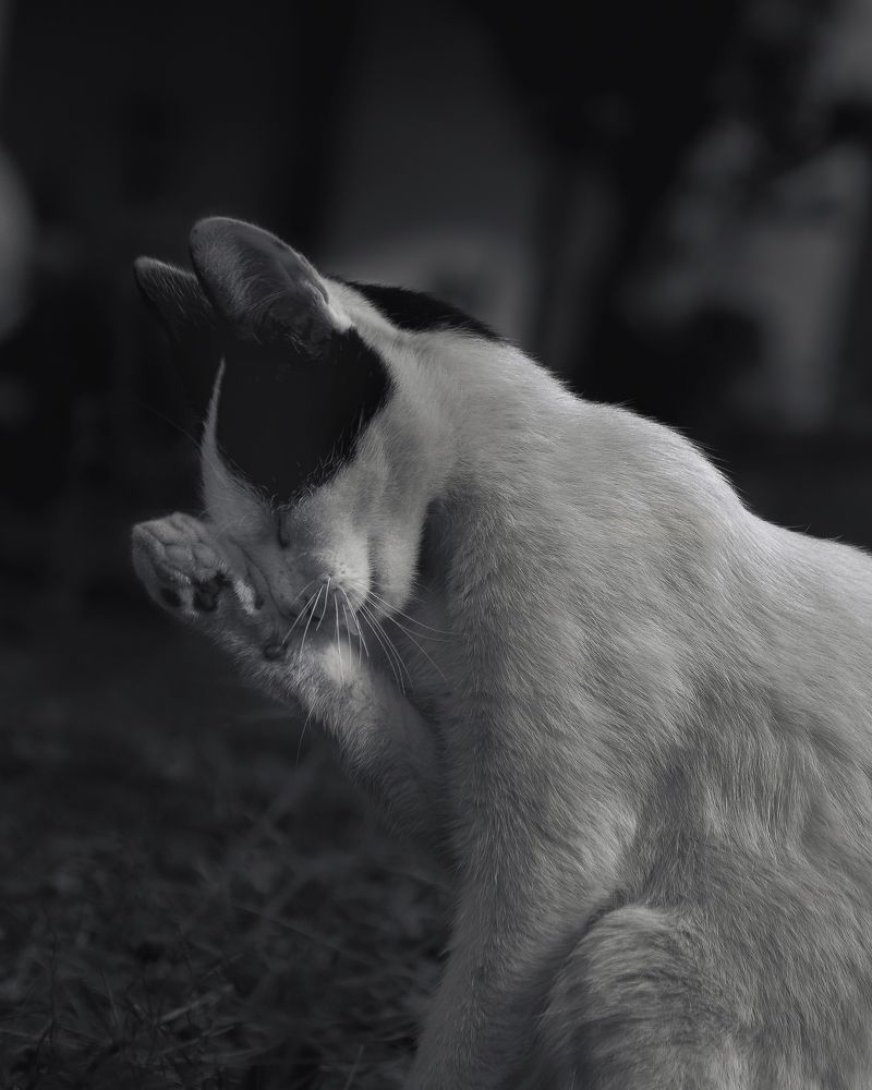 Photograph by Mohamad hamdani