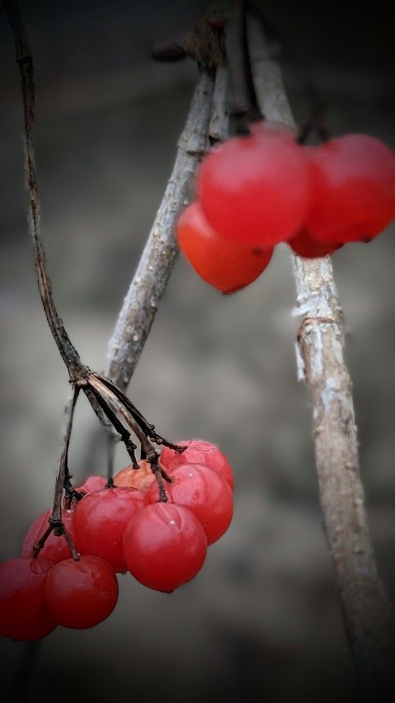 Photograph by Светлана Сафонова