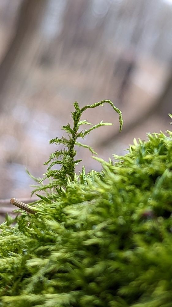 Photograph by Светлана Сафонова