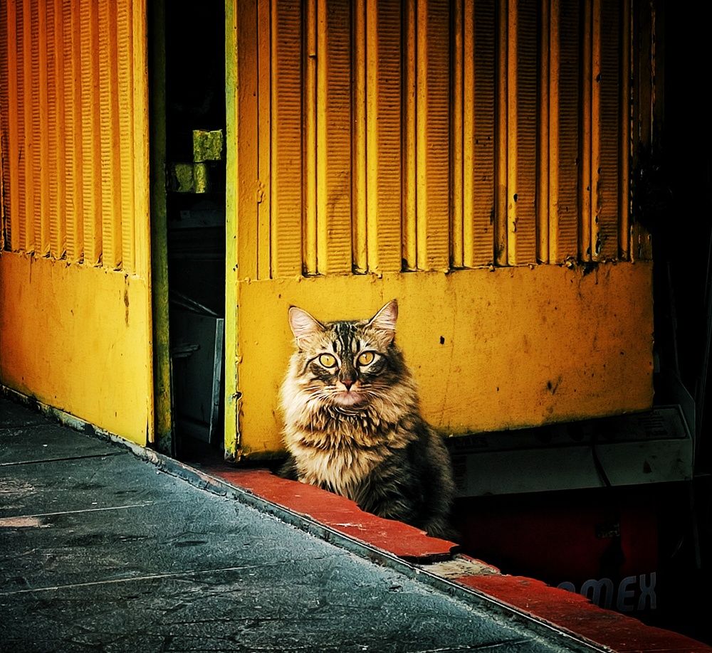 Фотография автора Diogo Thompson Ribeiro