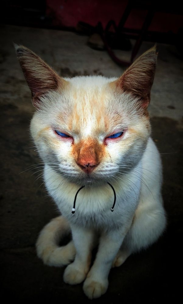 Фотография автора Diogo Thompson Ribeiro