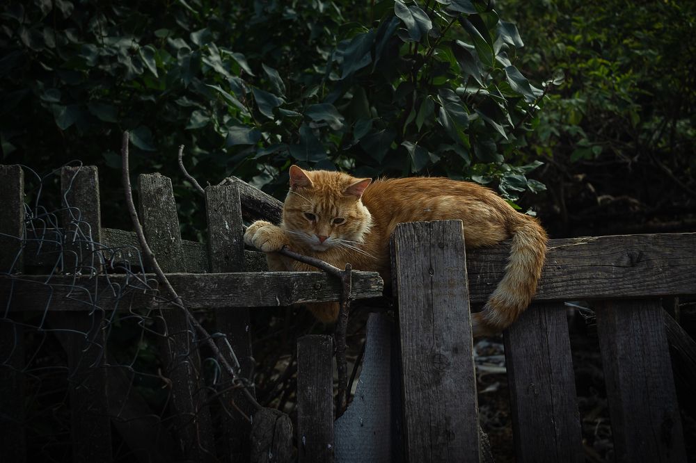 Фотография автора Романова Инга