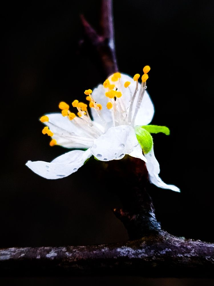 Photograph by Диана Аракелова