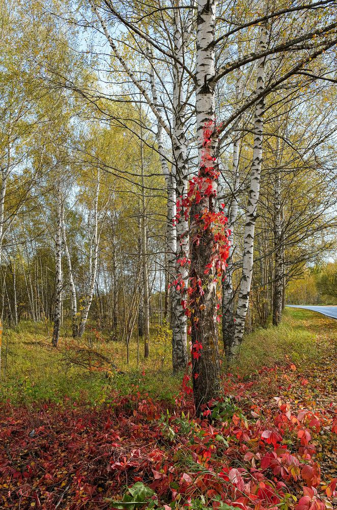 Photograph by Денисов Александр