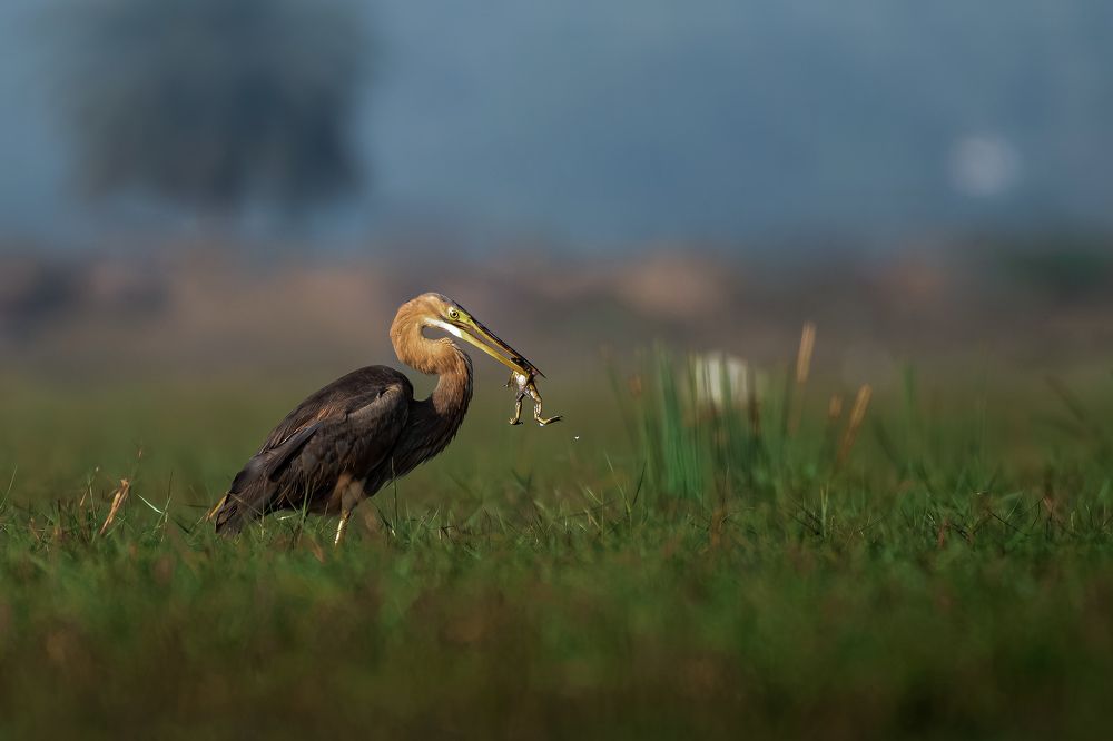 Photograph by Arpan Hanra