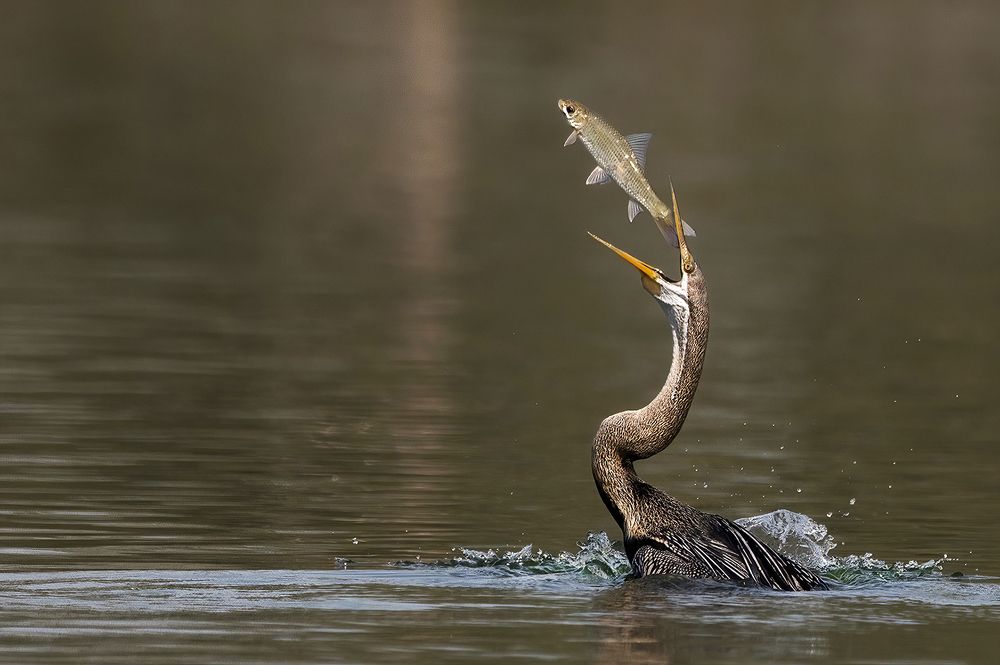 Photograph by Mrinal Sen