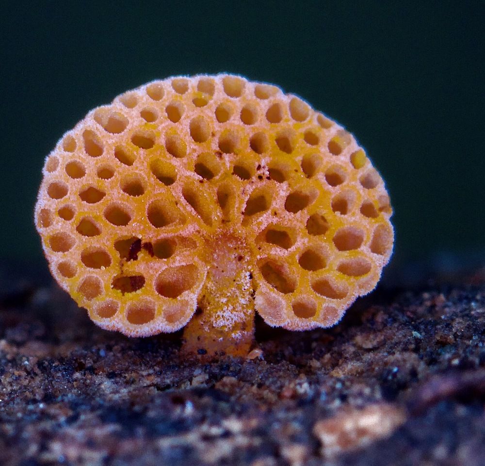 Photograph by Lian van den Heever