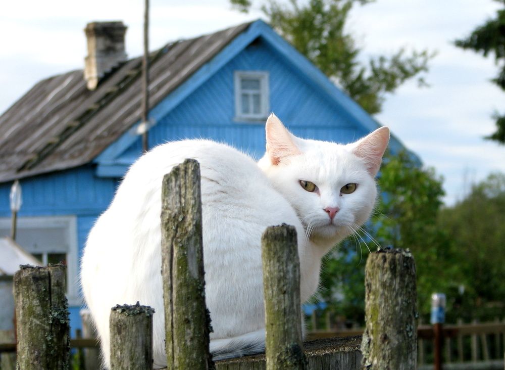 Местный житель!