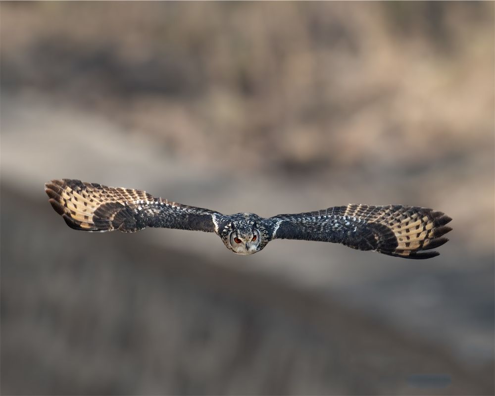 Photograph by ASHWINI BHONGE