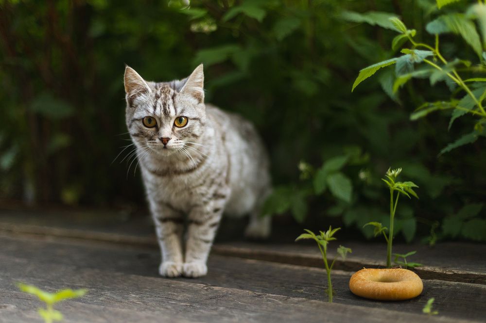Фотография автора Алексей Крючков