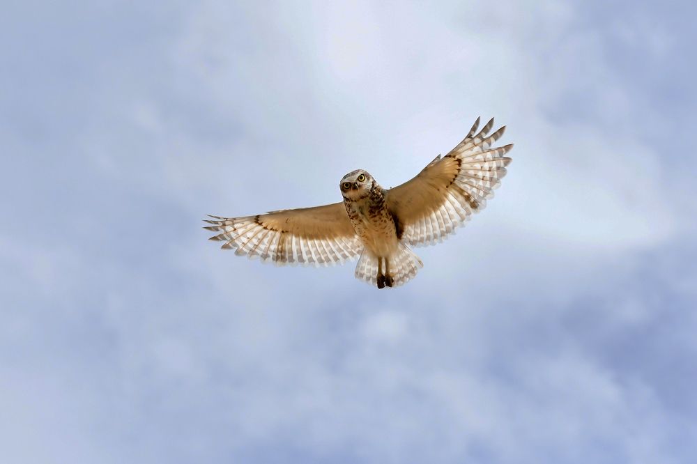 Photograph by SI SABER LOTFI