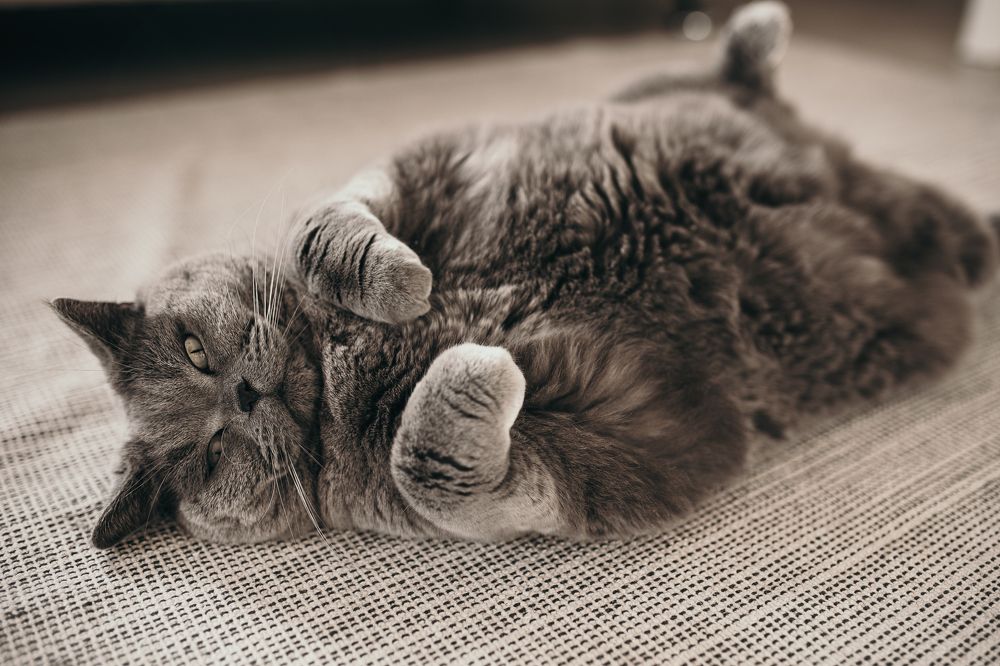 Photograph by Dmitry Shmayonok