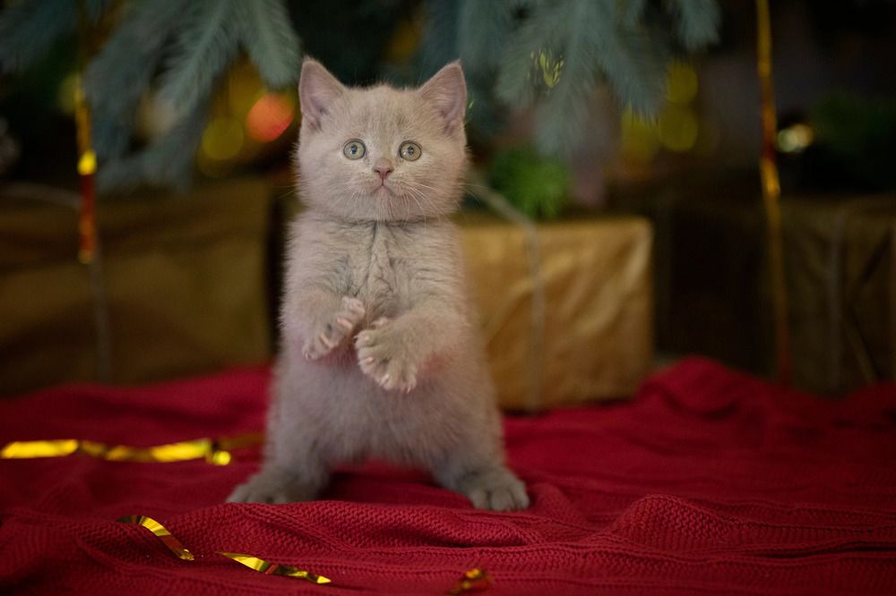 Photograph by Marie Romanova