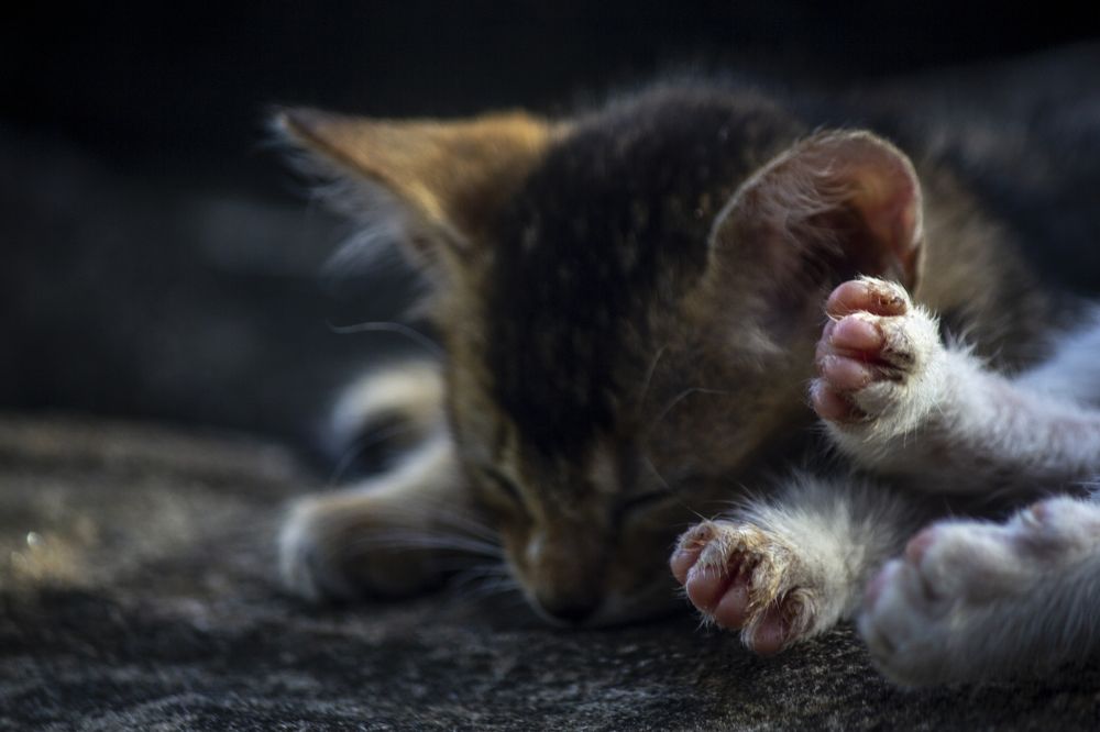 Фотография автора Maliyadewa Wadupola