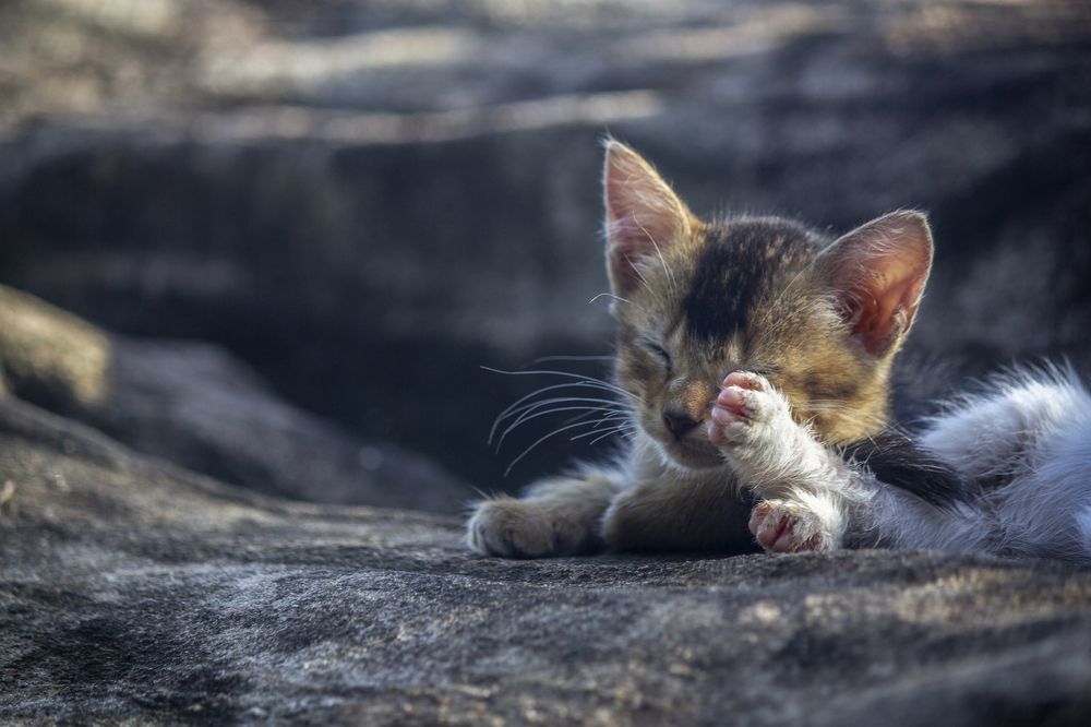 Фотография автора Maliyadewa Wadupola