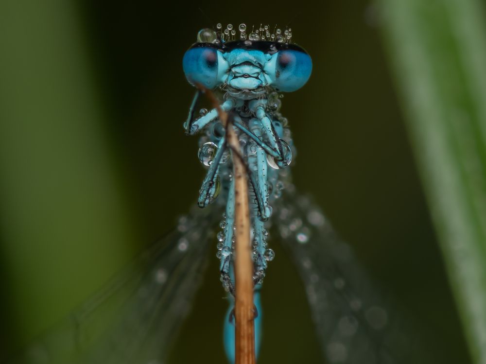 Photograph by Til Schnyder