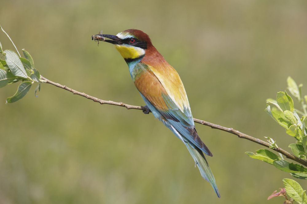 European Bee-eater