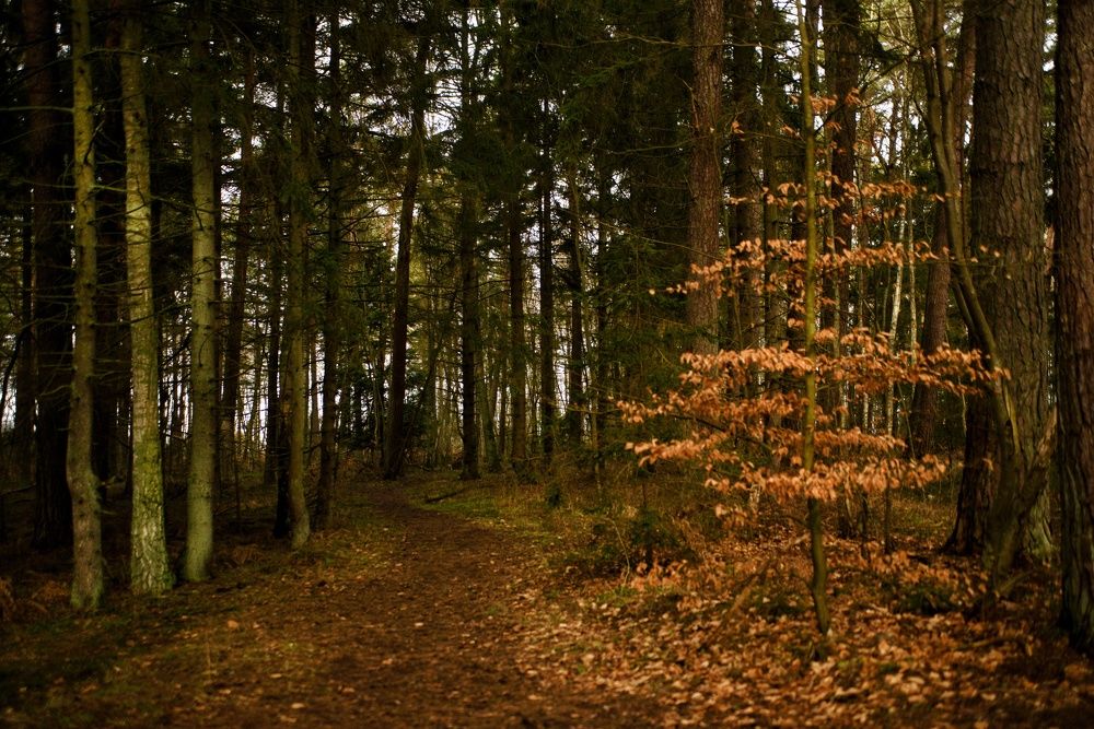 Photograph by Владимир Леликов-Кузьменко
