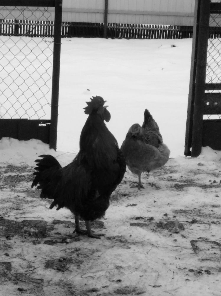 Photograph by Елена Коробченко