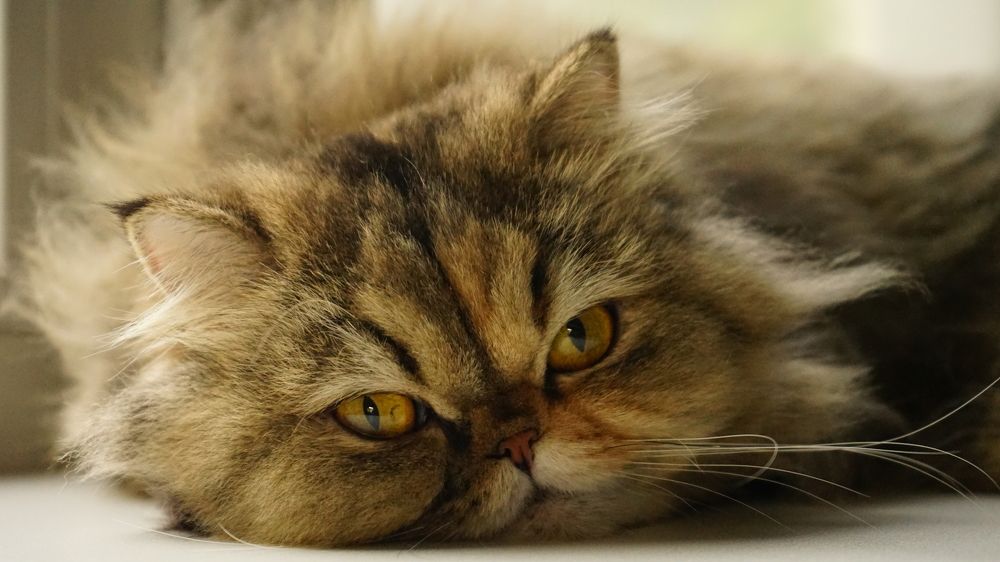 Photograph by Татьяна Дмитриева