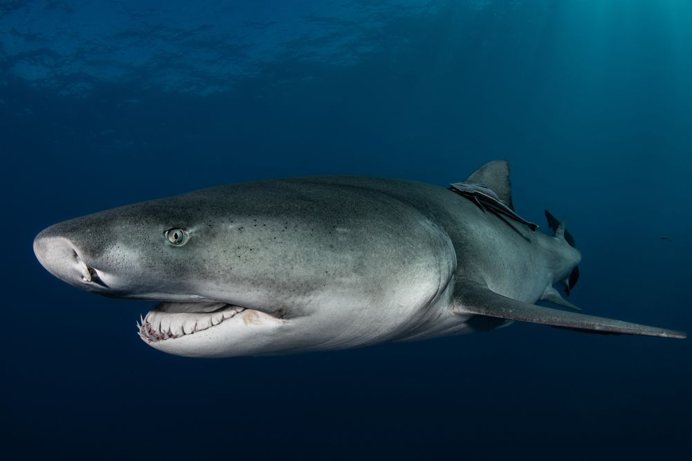 Photograph by Carlos Eduardo Barreto Pinheiro