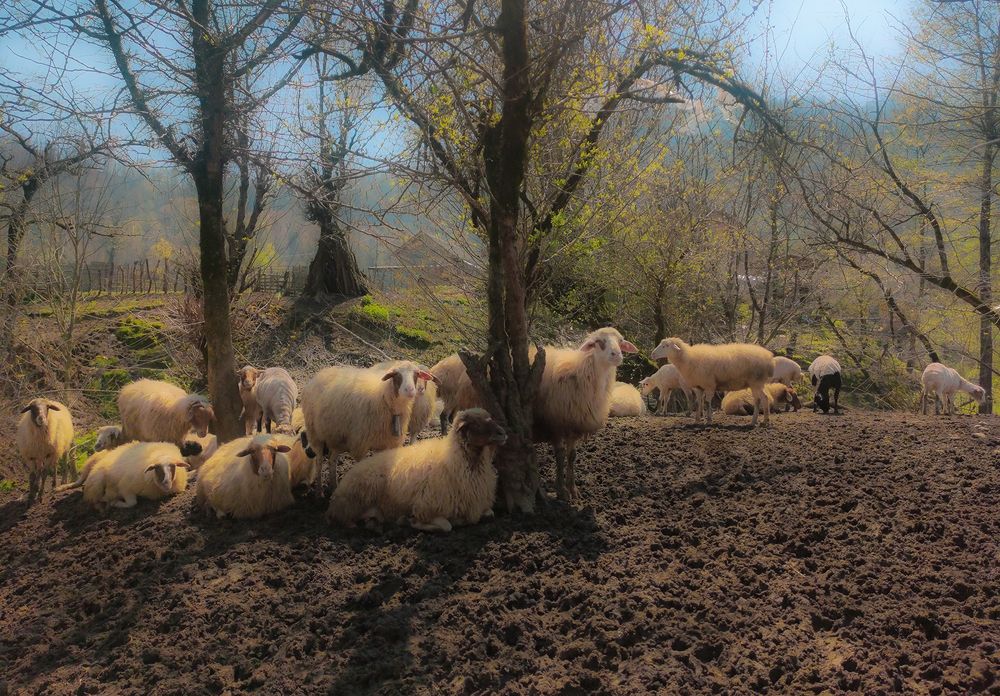 Sheep in the beautiful nature of Masal