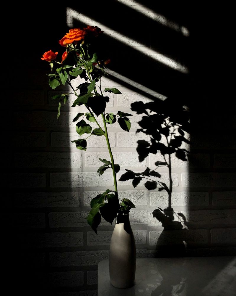 Photograph by Halina Mitsevich