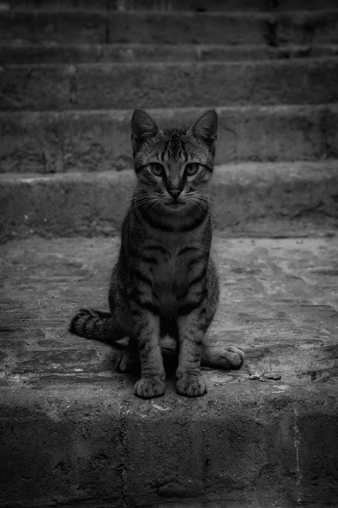 Photograph by Anous abadi