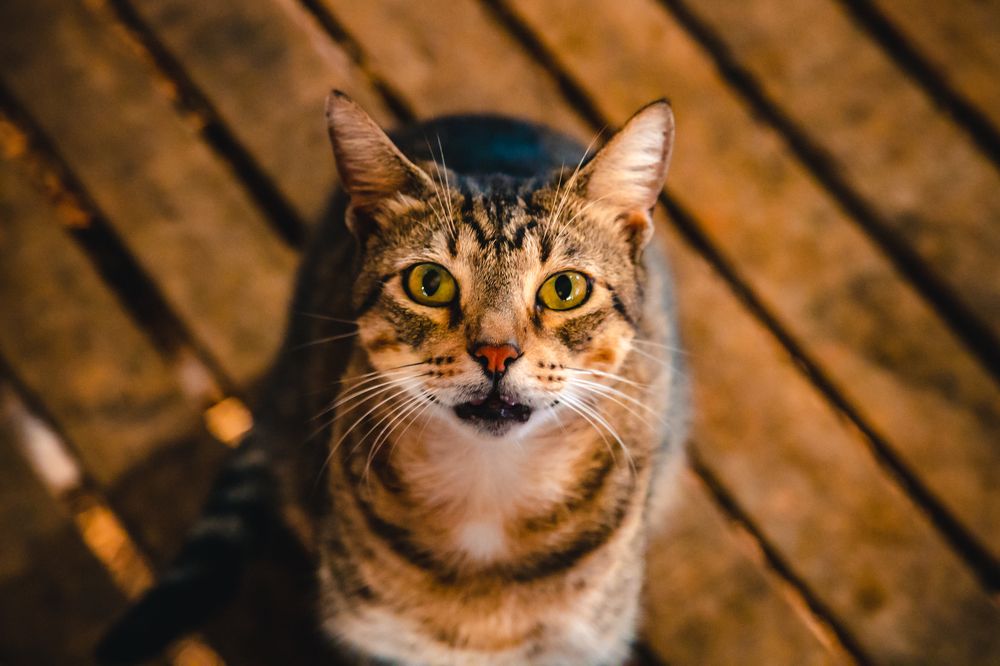 Don't you know that Cats are curious?