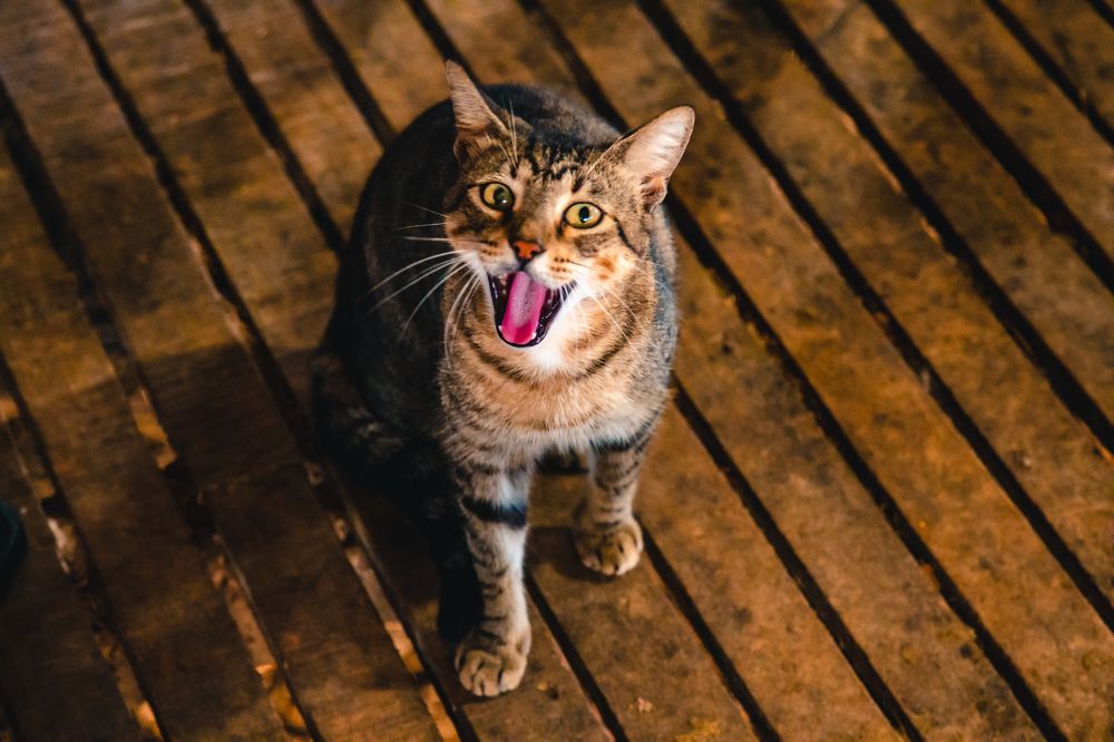 Photograph by RICARDO LIMA