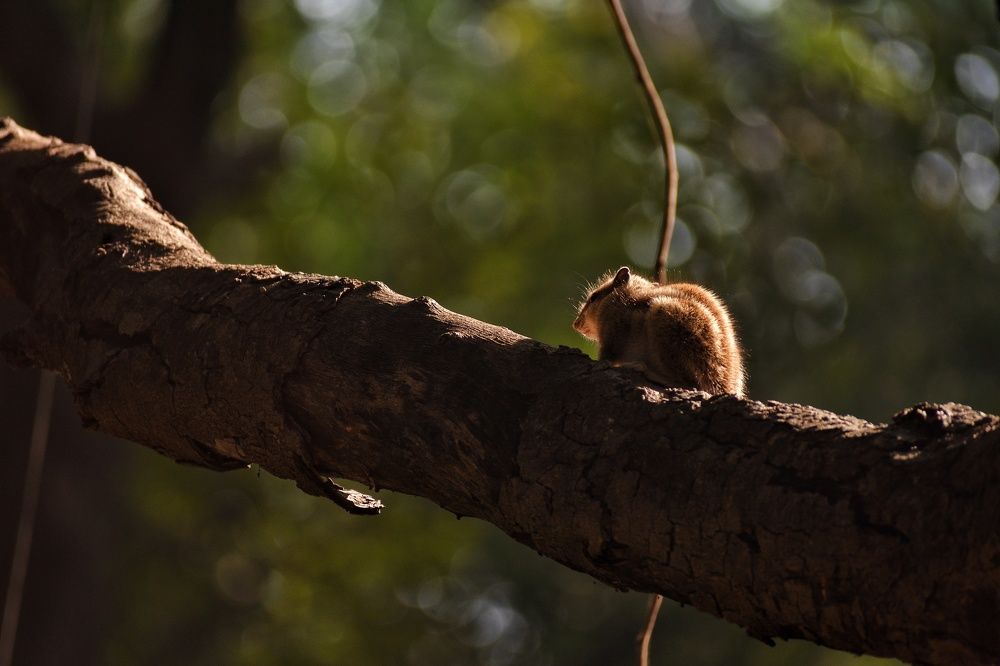 Photograph by Anirban Karmakar