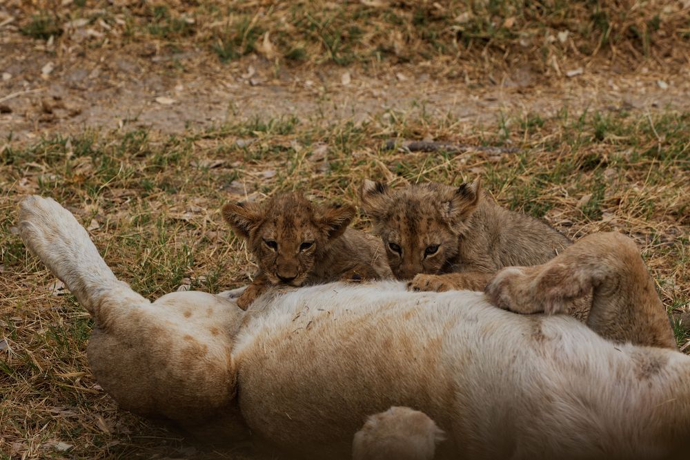 Фотография автора Somdutt Prasad