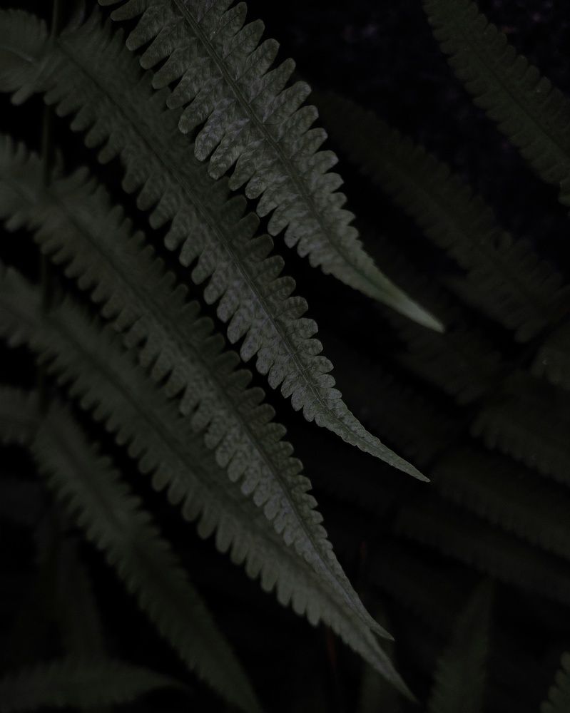 Ferny ferns