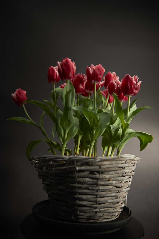 Photograph by Le Duy Ta